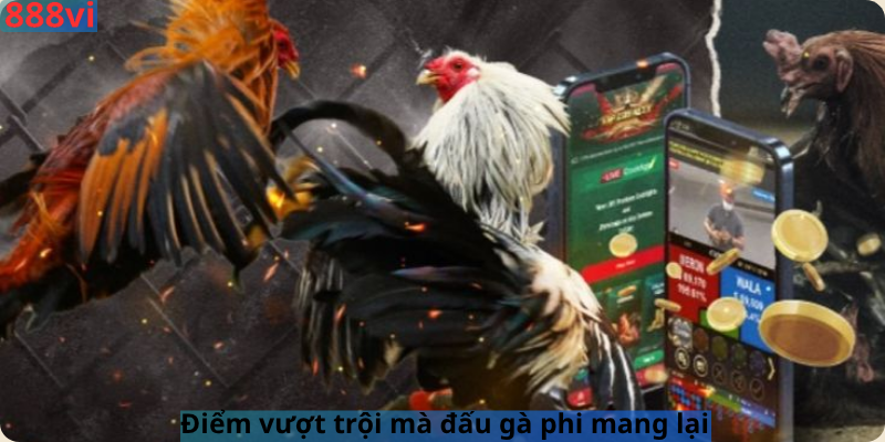 Điểm vượt trội mà đấu gà phi mang lại 