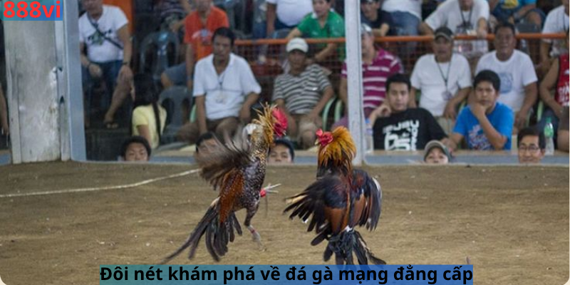 Đôi nét khám phá về đá gà mạng đẳng cấp 